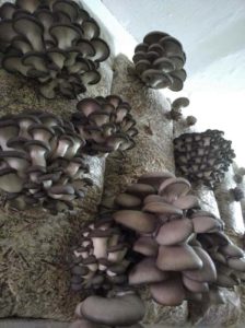 выращивание грибов Сухой Лог