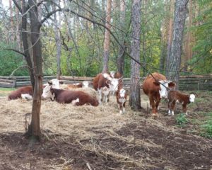 Коровы породы герефорд отелились в начале августа