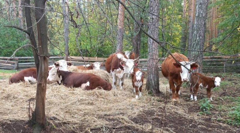Коровы породы герефорд отелились в начале августа